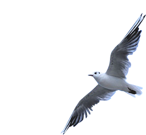 Service あの鳥のように、自由に